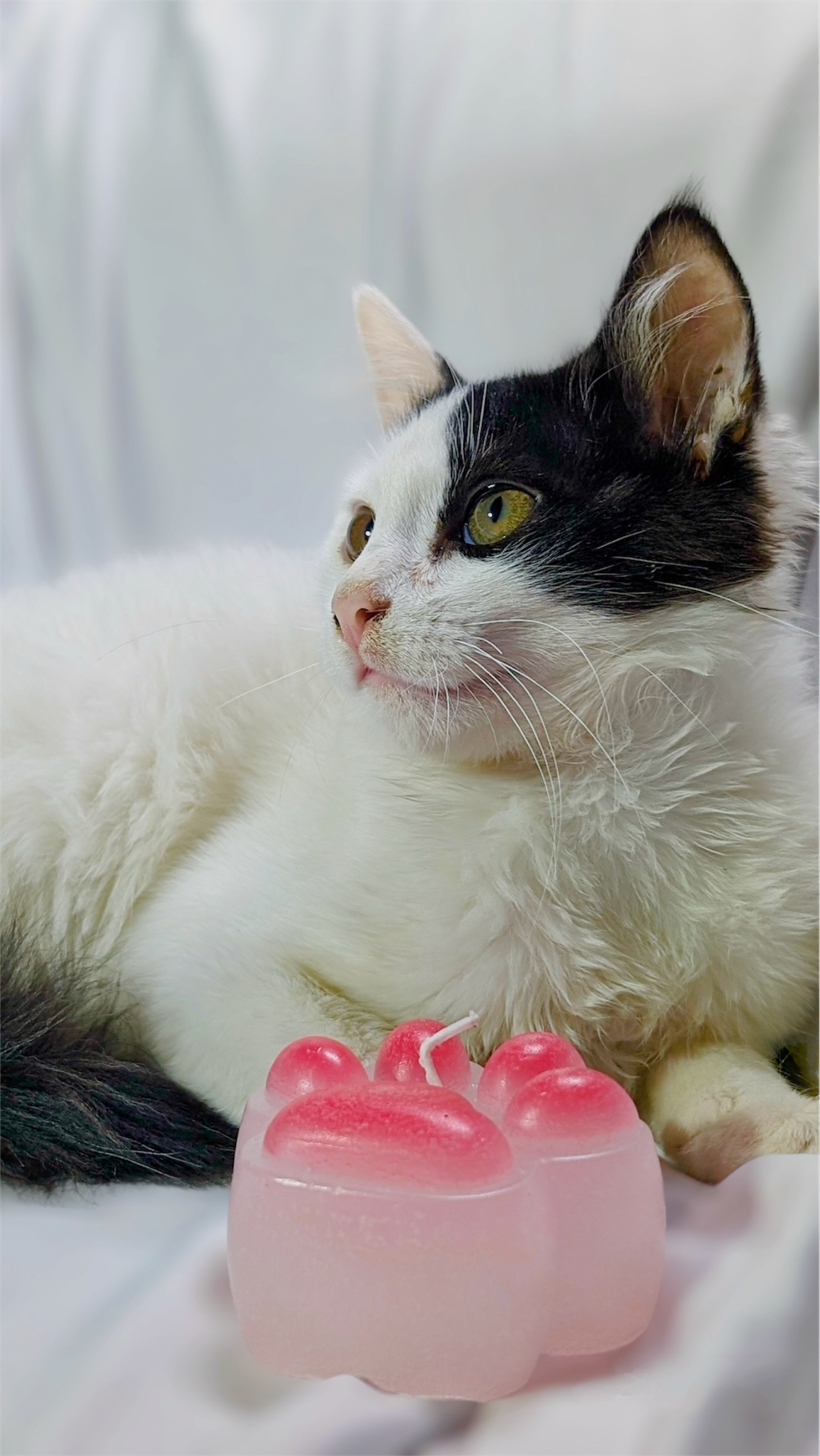 Cat Paw Custom design Candle - Image 2